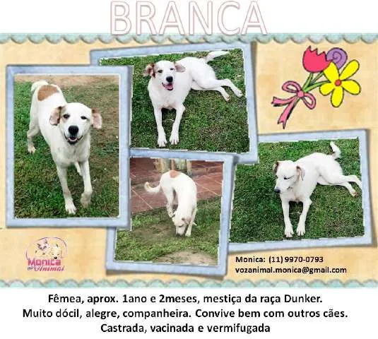 Cachorro ra a MEST. DE DUNKER idade 2 anos nome BRANCA