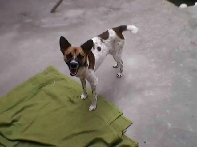Cachorro ra a SRD idade 1 ano nome mailon