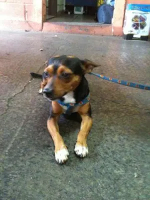 Cachorro raça especial idade 2 anos nome tekao