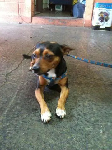 Cachorro ra a especial idade 2 anos nome tekao