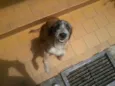 Carminha, Bóris e v