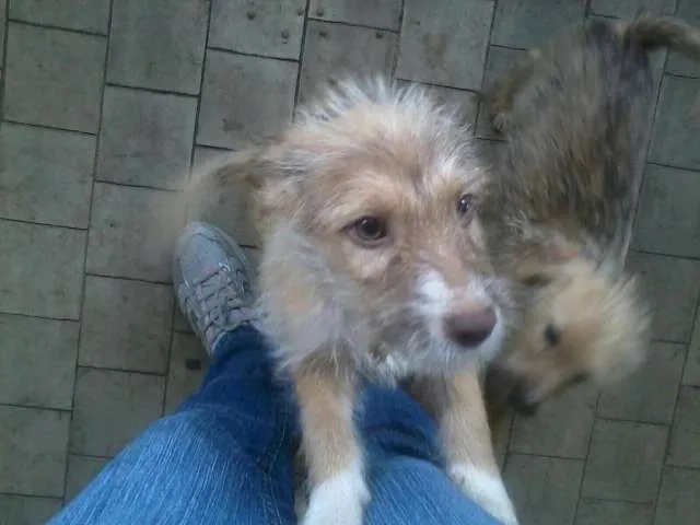 Cachorro ra a SRD idade  nome Carminha, Bóris e v