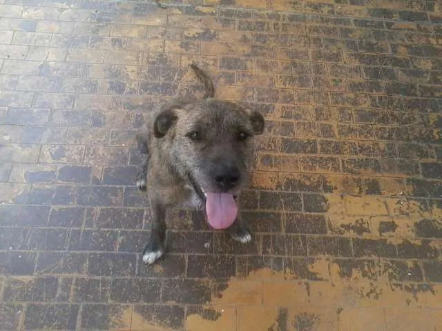 Cachorro ra a SRD idade  nome Carminha, Bóris e v