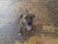 Carminha, Bóris e v
