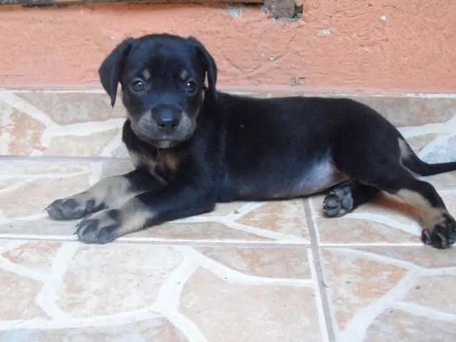 Cachorro ra a SRD idade Abaixo de 2 meses nome Lindinha