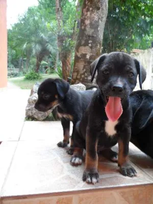 Cachorro raça SRD idade Abaixo de 2 meses nome Florzinha