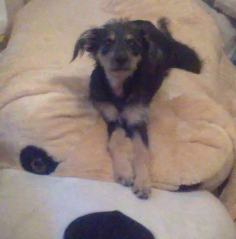 Cachorro ra a SRD idade 7 a 11 meses nome Fiapo