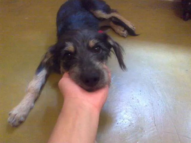 Cachorro ra a SRD idade 7 a 11 meses nome Fiapo