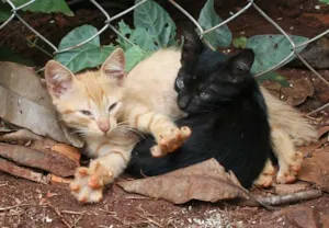 Gato raça srd idade  nome Lindos Gatinhos