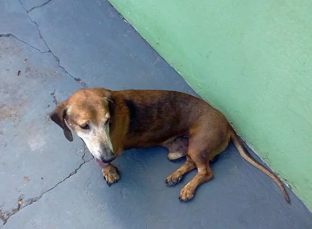 Cachorro ra a Basset-Cofap idade  nome Basset