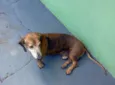 Basset