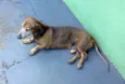 Basset