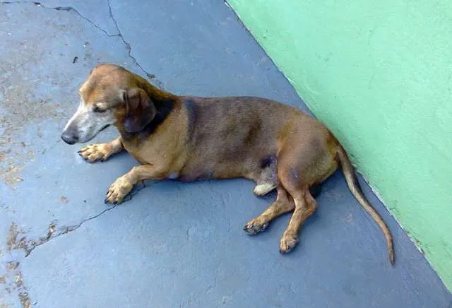 Cachorro ra a Basset-Cofap idade  nome Basset