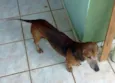 Basset