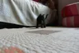 Pretinhos