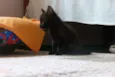Pretinhos