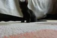 Pretinhos