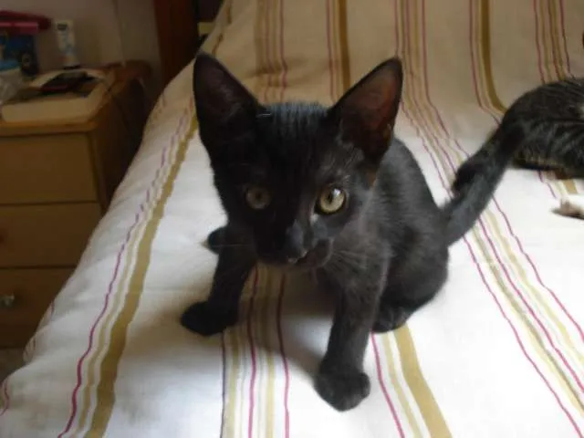 Gato raça SRD idade 2 a 6 meses nome Sem nome