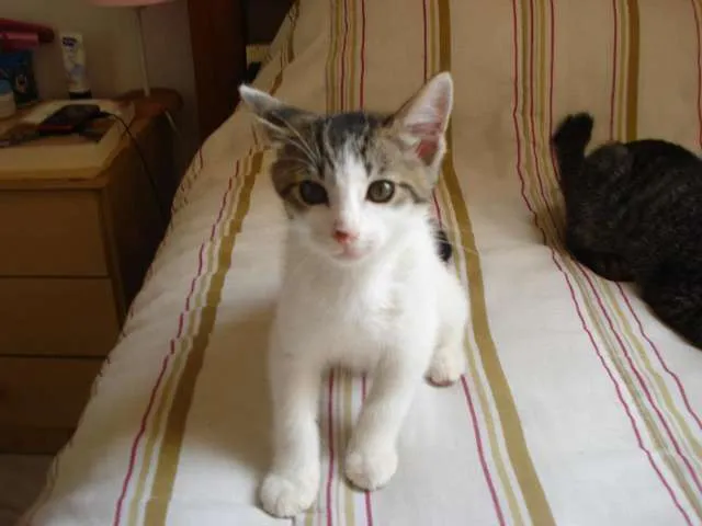 Gato raça SRD idade 2 a 6 meses nome Sem nome