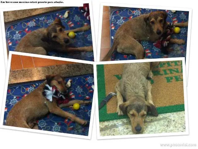 Cachorro ra a srd idade 2 anos nome Baruk