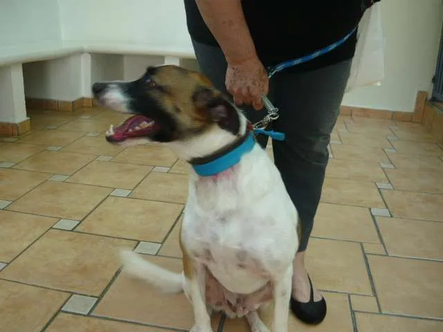 Cachorro ra a SRD idade 2 anos nome Lando