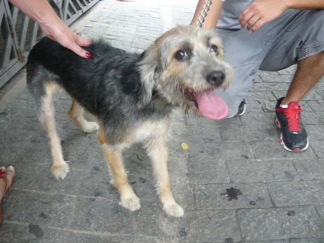 Cachorro ra a SRD idade 2 anos nome Babi