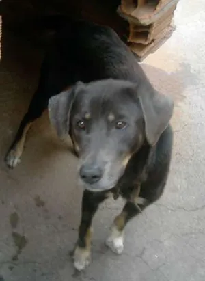 Cachorro raça Mestiço Weimaraner idade 4 anos nome Thor