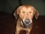 Cachorro ra a SRD idade 4 anos nome rafael