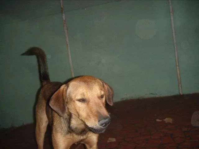 Cachorro ra a SRD idade 4 anos nome rafael