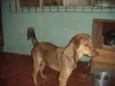 rafael