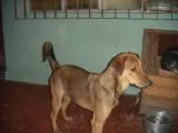 Cachorro ra a SRD idade 4 anos nome rafael