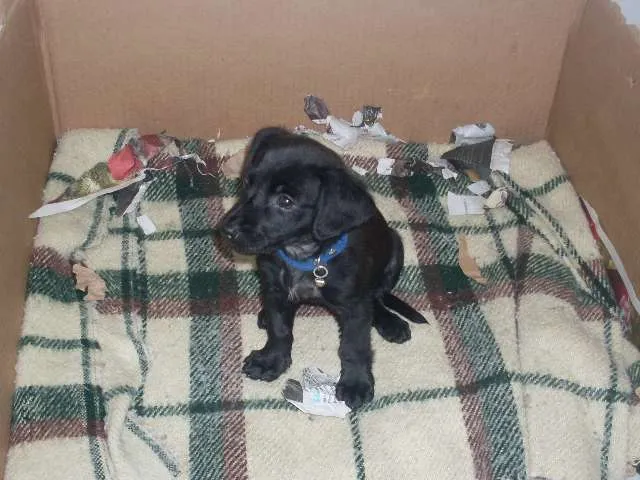 Cachorro ra a SRD idade 2 a 6 meses nome Neguinha