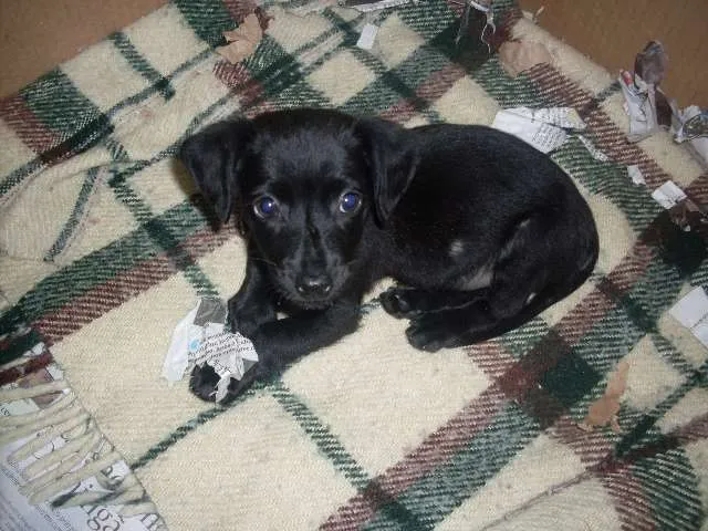 Cachorro ra a SRD idade 2 a 6 meses nome Neguinha