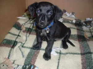 Cachorro raça SRD idade 2 a 6 meses nome Neguinha
