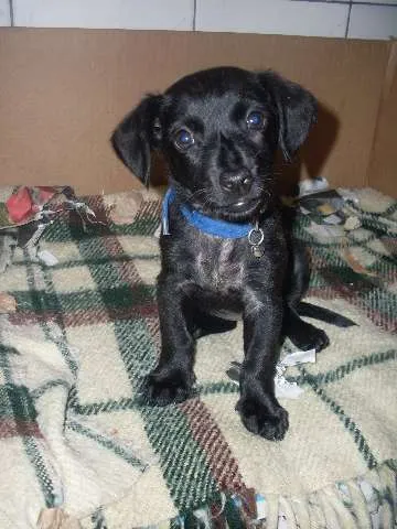 Cachorro ra a SRD idade 2 a 6 meses nome Neguinha