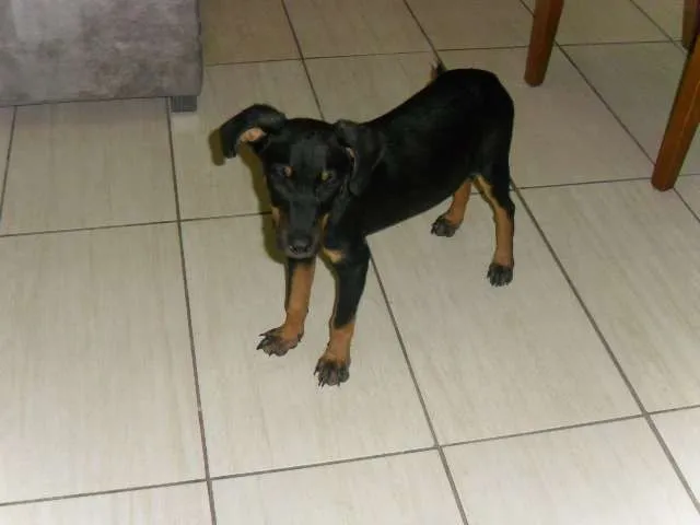Cachorro raça  idade 2 a 6 meses nome Sem Nome