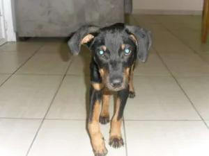 Cachorro raça  idade 2 a 6 meses nome Sem Nome