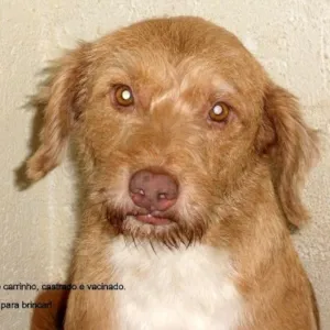 Cachorro raça SRD idade 3 anos nome MARLEY