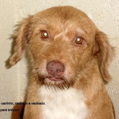 Cachorro ra a SRD idade 3 anos nome MARLEY