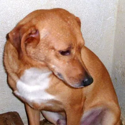 Cachorro ra a SRD idade 3 anos nome MARLOW