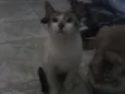 Ratinho
