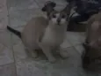 Ratinho