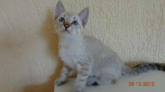 Gato ra a SRD idade 2 a 6 meses nome Kiwi