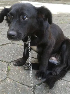 Cachorro raça indefinida idade 7 a 11 meses nome Two