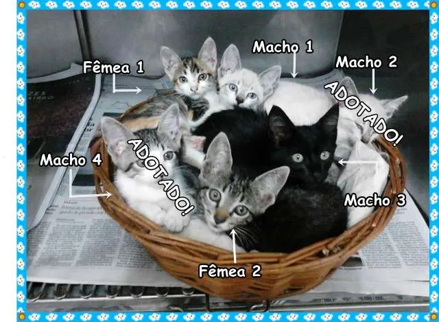 Gato ra a SRD idade 2 a 6 meses nome FIlhotes