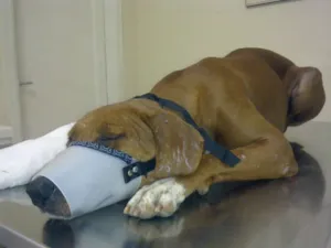 Cachorro raça SRD idade 3 anos nome Dunga