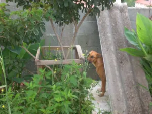 Cachorro raça SRD idade 3 anos nome Bili