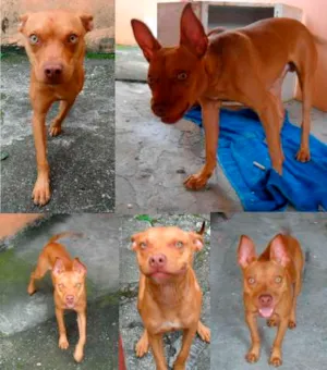 Cachorro raça mix de pitbull idade 7 a 11 meses nome Smigol