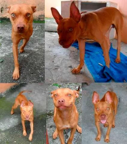 Cachorro ra a mix de pitbull idade 7 a 11 meses nome Smigol
