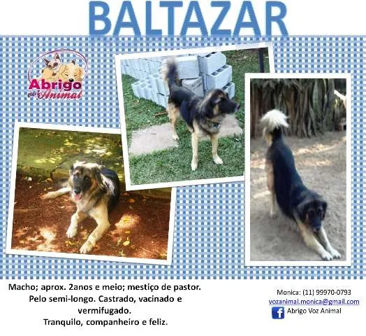 Cachorro ra a PASTOR ALEMÃO idade 2 anos nome BALTAZAR